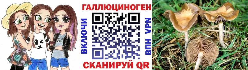 маркетплейс телеграм  продажа наркотиков  Александровское  Галлюциногенные грибы Psilocybine cubensis 